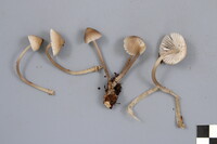 Mycena borealis image